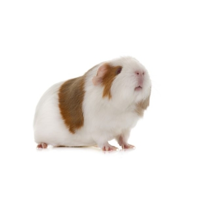 demo-attachment-11-guinea-pig-in-studio-PFB9RFT